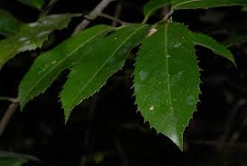 Image result for Rawsonia lucida