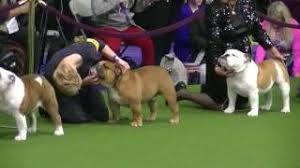 The purpose of the show is to evaluate breeding stock, and winners are selected based on their. Bulldog Westminster Dog Show 2017 Youtube
