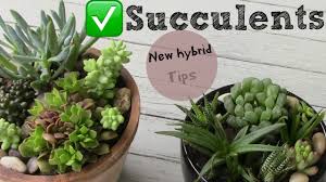 Echeveria elegans mexican snowball this echeveria is one of the most easily recognizable of its species. Succulent Pronunciation Of Rare Hybrid Succulent Planting And Propagation Youtube