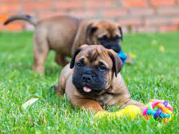 Price of mastiff pet is currently about $1000 to $1300 for a puppy, depending on their origin and size. Male Vs Female Bullmastiff Which Is Better Bubbly Pet