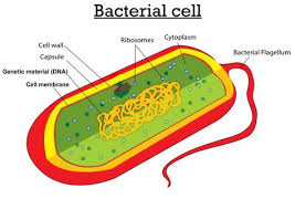 Maybe you would like to learn more about one of these? Parts Of An Animal Cell Animal Cell Model Diagram Project Parts Structure Labeled Coloring And Plant Cell Organelles Cake Prokaryotic Cell Cell Theory Cell Model