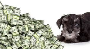 Miniature schnauzers for adoption, small dogs, puppies near me, puppy stores near me, puppies to adopt, miniature. How Much Is A Miniature Schnauzer How To Prepare For The Cost The Happy Puppy Site