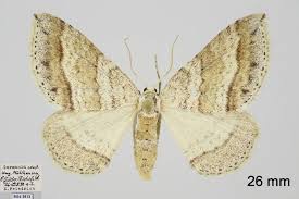 Image result for Mesotype parallelolineata