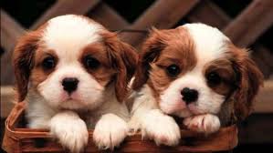Find the best hd cute wallpapers for your desktop, windows screensavers, mac, iphone smartphones or android device. Cute Puppies Animal Dog Wallpapers Hd Desktop And Mobile Backgrounds