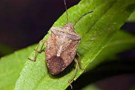 Now that you know all the most effective ways to kill insects, i'll tell you how to keep stink bugs away. How To Get Rid Of Stink Bugs In The Home Or Garden Gardener S Path