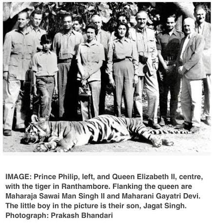 Queen Elizabeth and Prince Philip Royal Tiger Hunt during 1961 Visit. Tiger Population in India: 1900 - ~100K 1970 - ~1800 All these tigers were killed by the British for their cheap fun. 🤡🤦‍♂️