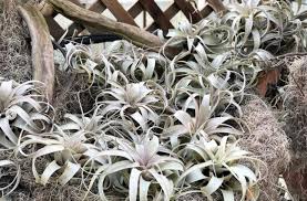 Image result for Xerophyta argentea