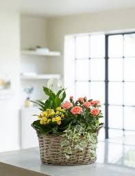 We did not find results for: House Plants Potted Plants M S