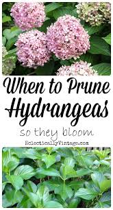 Aug 20, 2020 · pruning hydrangeas that bloom on old wood 1. Endless Summer Hydrangeas The Reblooming Hydrangea Kelly Elko