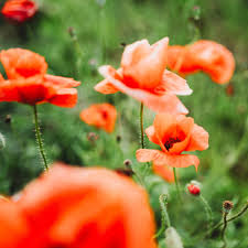 Image result for Poppy Red 1995 AAV