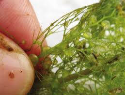 Kuvahaun tulos haulle bladderwort plant