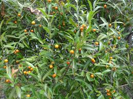 Image result for Elaeodendron