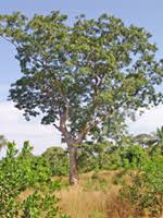 Image result for Leptoderris harmsiana