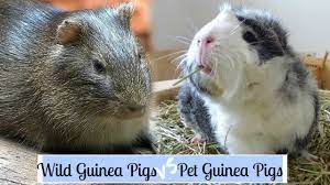 Wild Guinea Pigs Vs Pet Guinea Pigs Youtube