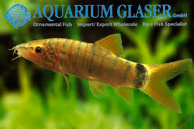 Image result for Kotschya ochreata