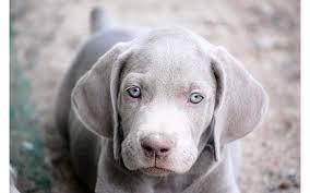 Pin By M On Animalia Weimaraner Puppies Weimaraner Cute Puppies
