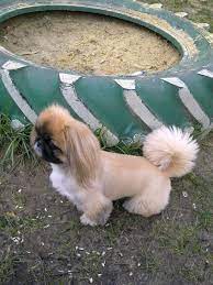 Pin On Dogs I Love