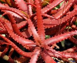 Image result for Aloe carnea
