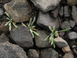 Image result for Corrigiola