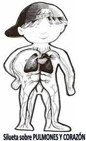 Body For Kids Human Body Education Science