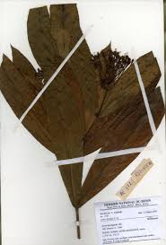 Image result for Ixora brachypoda