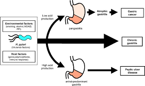 Pathogenesis Of Helicobacter Pylori Infection Clinical Microbiology Reviews