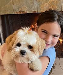 StonyRidge Puppies- Puppies for Sale