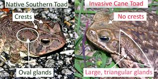 cane toad