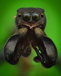 Black And White Jumping Spider Texas Pin By Lisa Nared On Bugs Spider Species Beautiful Bugs Spider Mites