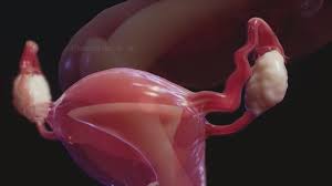 Image result for female sex organ