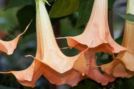 Image result for Brugmansia