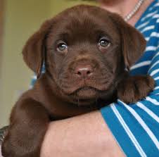 He will be a very blocky head with short legs and otter tail. Chocolate Labrador Puppies Labrador Breeders Uk Llanstinan Labradors