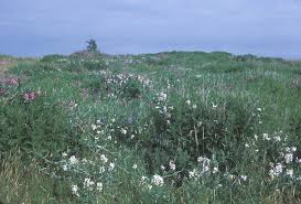 Image result for Oxyanthus latifolius