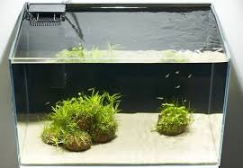 Pin By Mehmet Yunus Yesil On Awesome Aquarium Aquascaping Aquascape Fish Plants Aquarium Garden