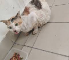 Melihat kucing makan tikus merupakan hal yang sudah lumrah, saking lumrahnya bahkan sampai di buatkan film, yaitu tom and jerry. Sebab Tak Mampu Gadis Ini Mohon Bantuan Warga Cyberjaya Yang Boleh Bawa Kucing Ini Ke Klinik