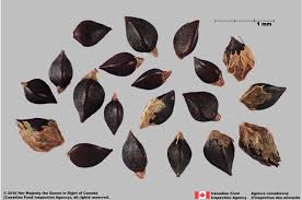 Image result for Polygonum aviculare