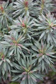 Image result for Euphorbia isacantha
