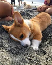 20 Cute Corgi Dog Pictures You Will Love Sevimli Kopek Yavrulari Yavru Kopek Evcil Hayvanlar
