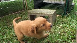 5 year guarantee hips, elbows, heart and eyes. Golden Irish Irish Setter Golden Retriever Mix Info Pictures Doggie Designer