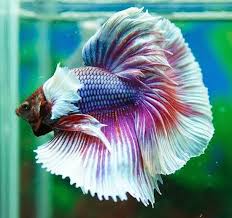 Quanto Tempo Vive Um Peixe De Aquario Peixe Recheado Peixe Beta Peixe De Estimacao