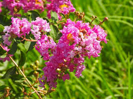 Image result for Lagerstroemia indica