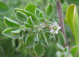 Image result for Galenia