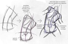 The 4 distinct muscles that make up the transverse abdominis is the 'deepest' . Back Muscles Drawing Reference Novocom Top