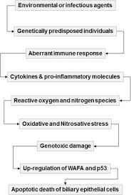 Bile Composition An Overview Sciencedirect Topics