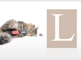 We did not find results for: Annee 2015 Idees De Noms De Chat En L Blog Croquetteland