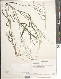 Image result for Trichopteryx fruticulosa