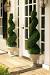Contemporary Front Door Trees