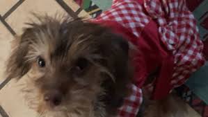 Fundraiser by Nikki N Carroll Miller : Phoebe Needs Surgery for a Full  Recovery