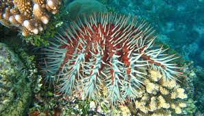 Crown Of Thorns Starfish Facts Habitat Predators Pictures