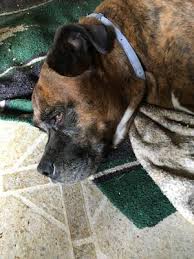 Maybe you would like to learn more about one of these? 2 Pack Seresto Flea And Tick Prevention Collar For Large Dogs 8 Month Flea And Tick Prevention Walmart Com Walmart Com